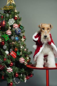 ワイアードテリア