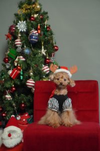 ティーカッププードル