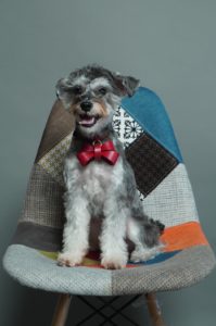 ミニチュアスナウザー