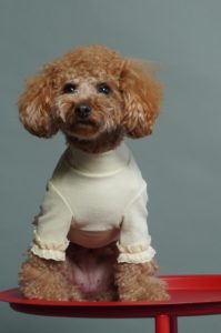 トイプードル