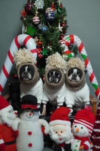 やきもん看板犬たち