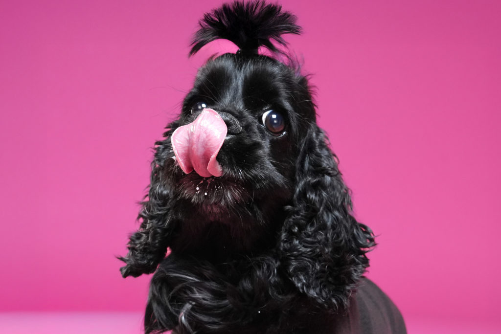 黒い犬が舌を出している写真